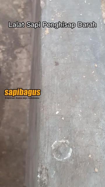 Lalat-Sapi-Kupang